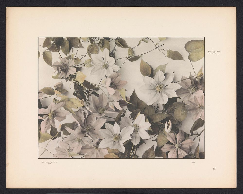 Clematis (c. 1887 - in or before 1897) by anonymous and Gerlach and Schenk
