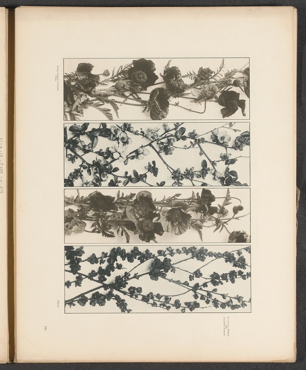 Vier lijsten met Japanse kweepeer, kwetsen en klaprozen (c. 1887 - in or before 1897) by anonymous and Gerlach and Schenk