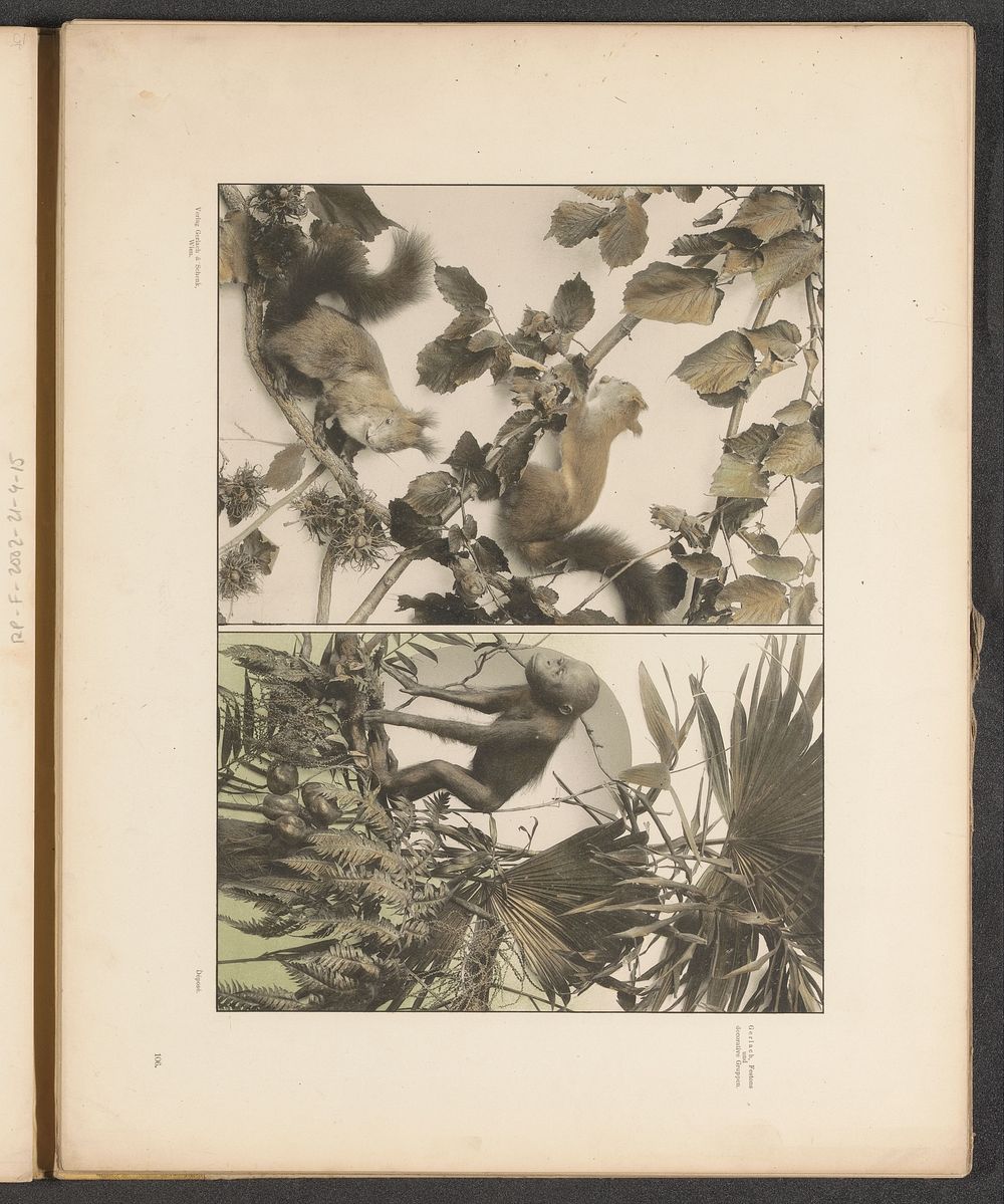 Decoratieve groepen met hazelaartakken, eekhoorns, palmbladeren en een orang-oetan (c. 1887 - in or before 1897) by…