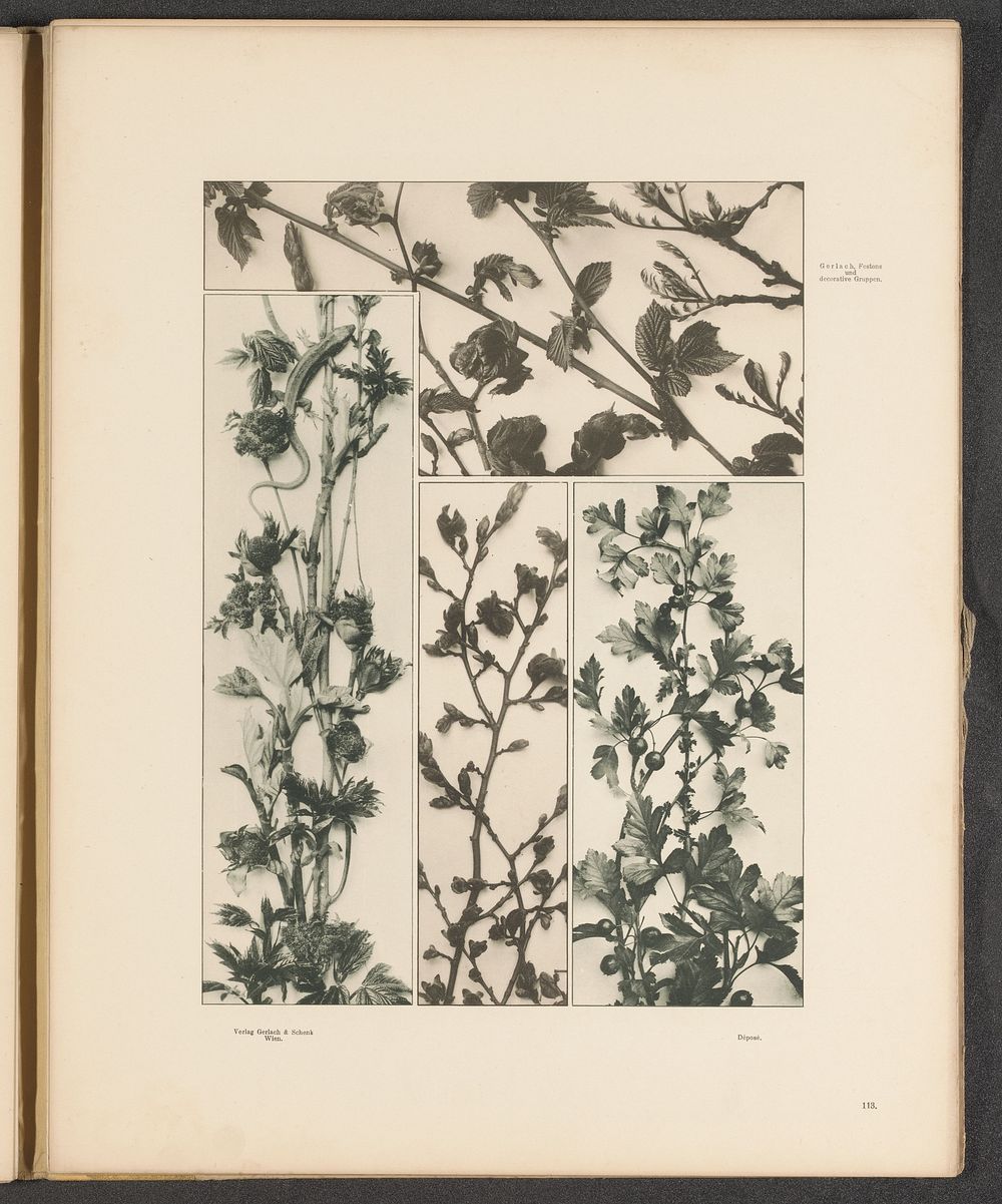Vier vlakken met esdoorntakken, meidoorntakken, hazelaartakken en een hagedis (c. 1887 - in or before 1897) by anonymous and…