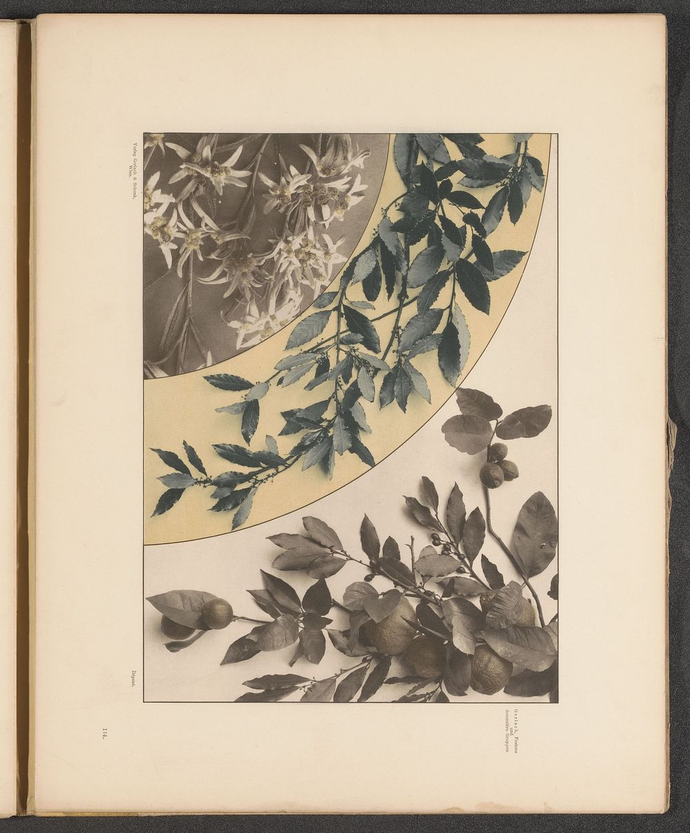 Vlakken met citroenen, lauriertakken en edelweiss (c. 1887 - in or before 1897) by anonymous and Gerlach and Schenk