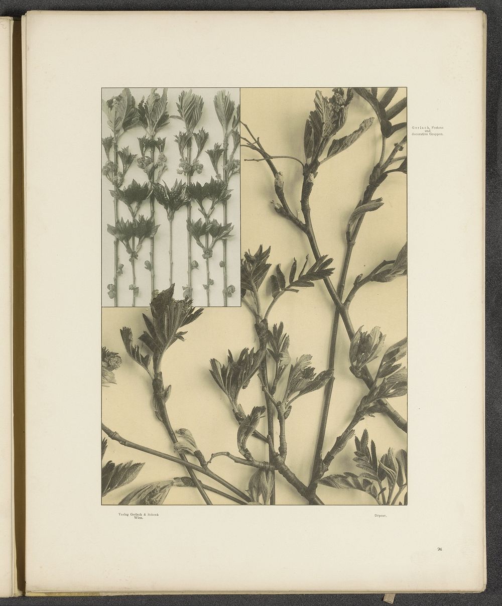 Vlakken met scheuten van de wilde lijsterbes (c. 1887 - in or before 1897) by anonymous and Gerlach and Schenk