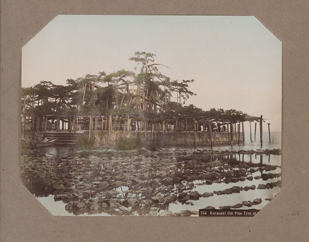 Oude Karasaki pijnboom aan het Biwameer, Japan (c. 1890 - in or before 1903) by anonymous