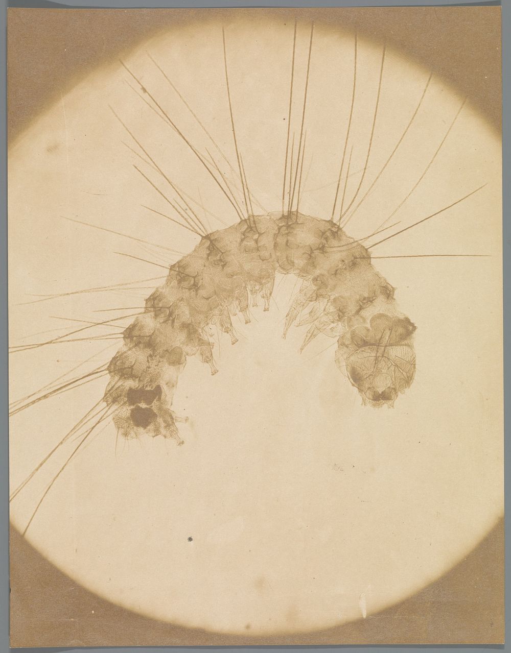 Microscopische opname van een insect (1853) by anonymous and Alois Auer