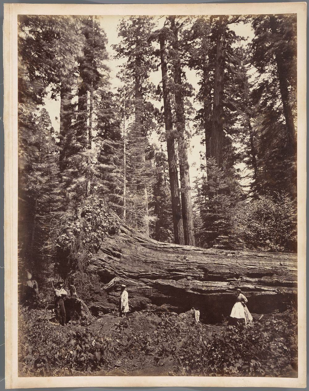 Fallen Tree Hercules 325 feet long, Mammoth Grove, Calaveras County, California (1864) by Charles Leander Weed and Lawrence…