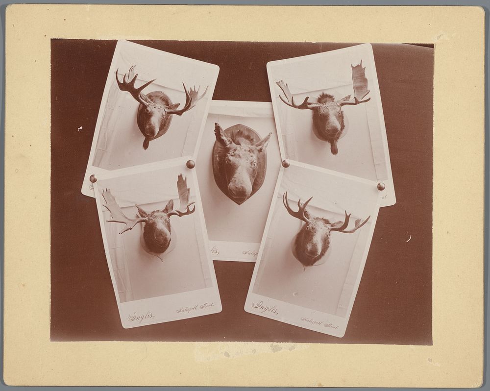 Compositie van vijf foto's met geweien van elanden (c. 1900) by William Inglis
