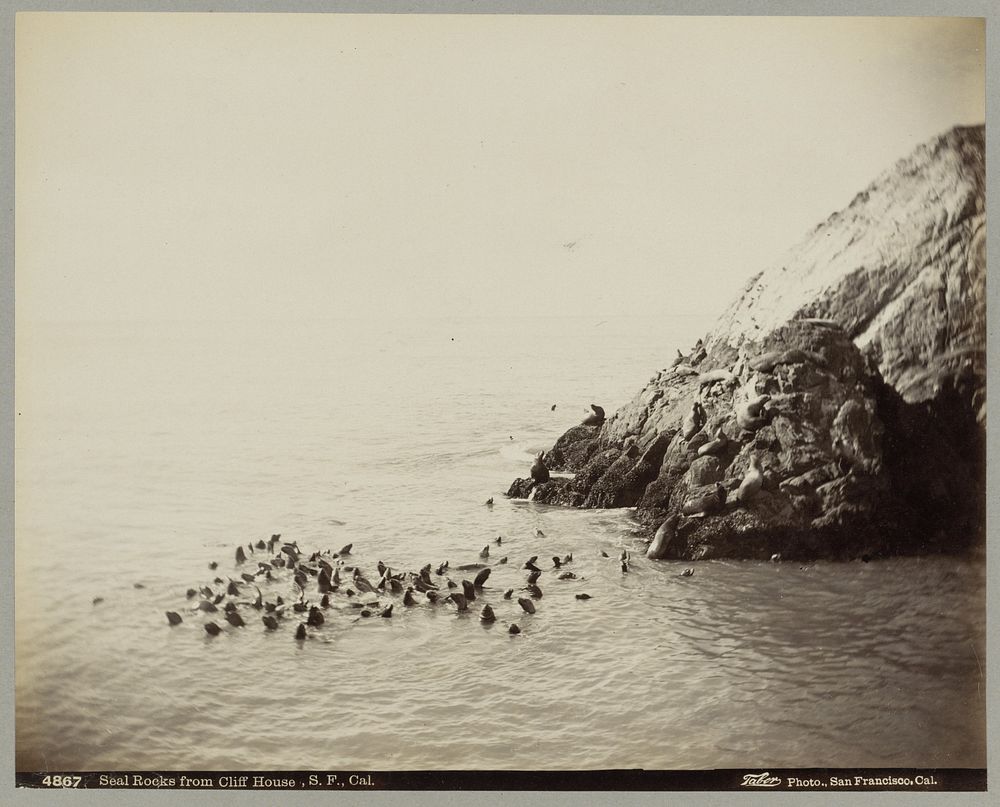 Zeehonden op de rotskust van San Francisco (c. 1880 - c. 1900) by Isaiah West Taber
