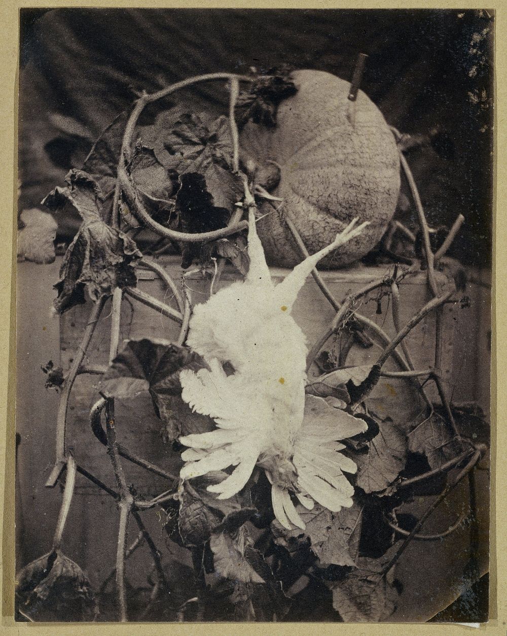 Stilleven met dode vogel en pompoen (c. 1855) by Eduard Isaac Asser