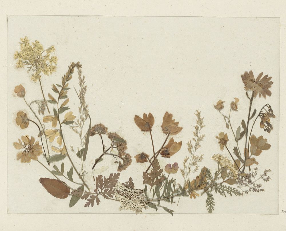 Collage van bloemen, vermoedelijk uit de Alpen (c. 1860 - c. 1890) by anonymous
