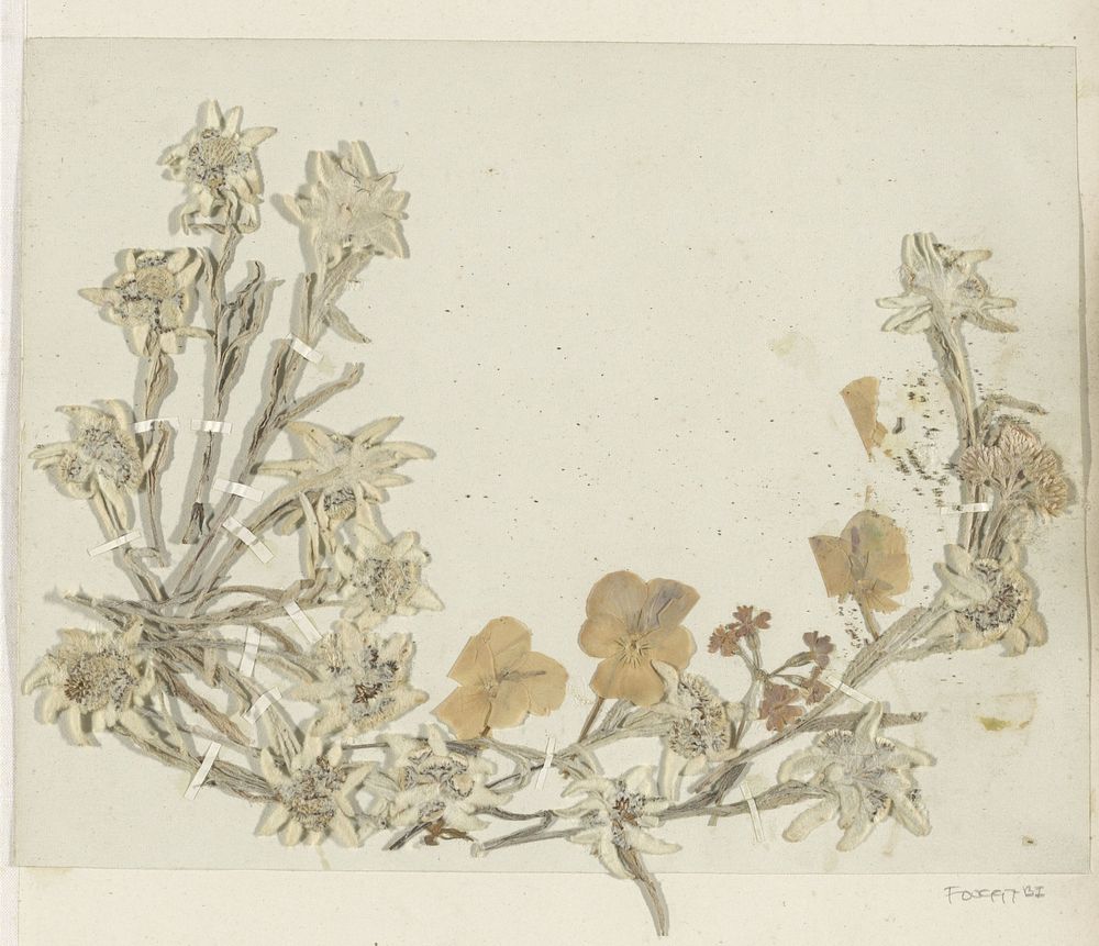 Collage van edelweiss en andere bloemen uit de Alpen (c. 1860 - c. 1890) by anonymous