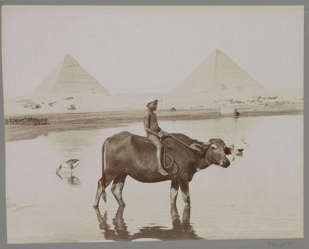 Jongen op een buffel met op de achtergrond twee piramides in Egypte (c. 1895 - in or before 1905) by C  and G Zangaki