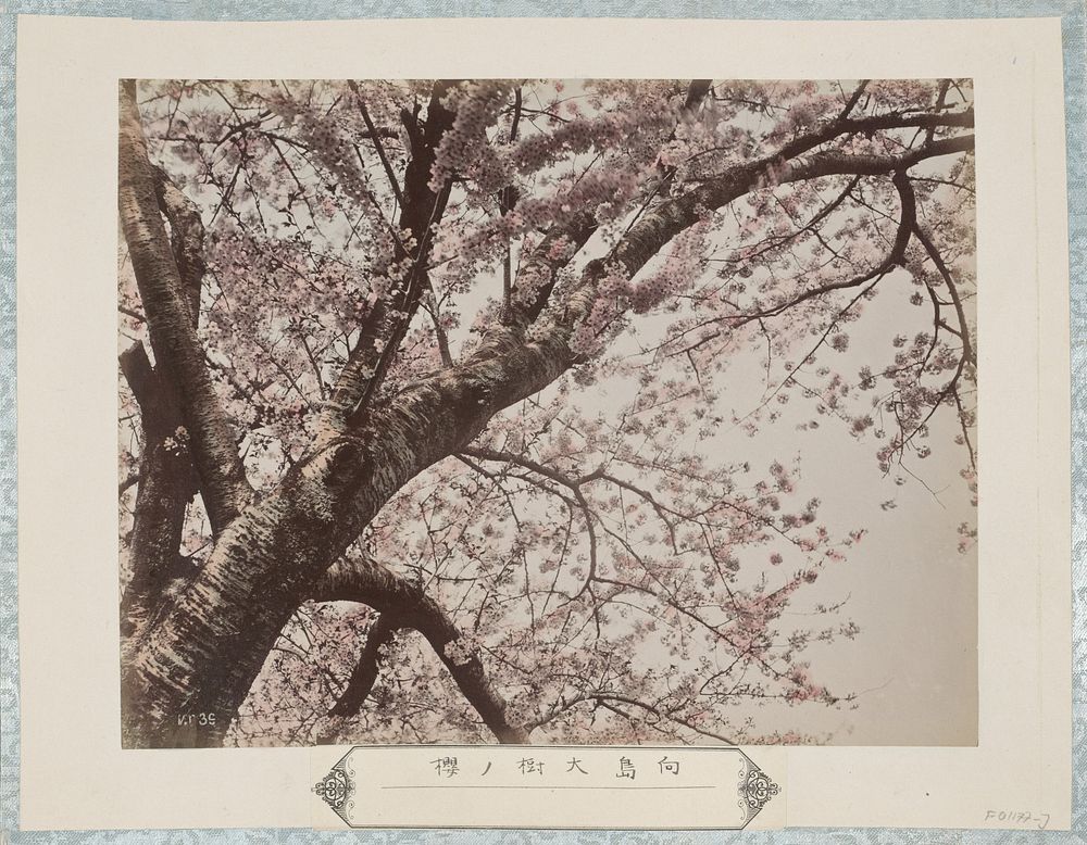 Grote kersenbloesemboom van Mukaijima in Kyoto (c. 1870 - c. 1900) by anonymous