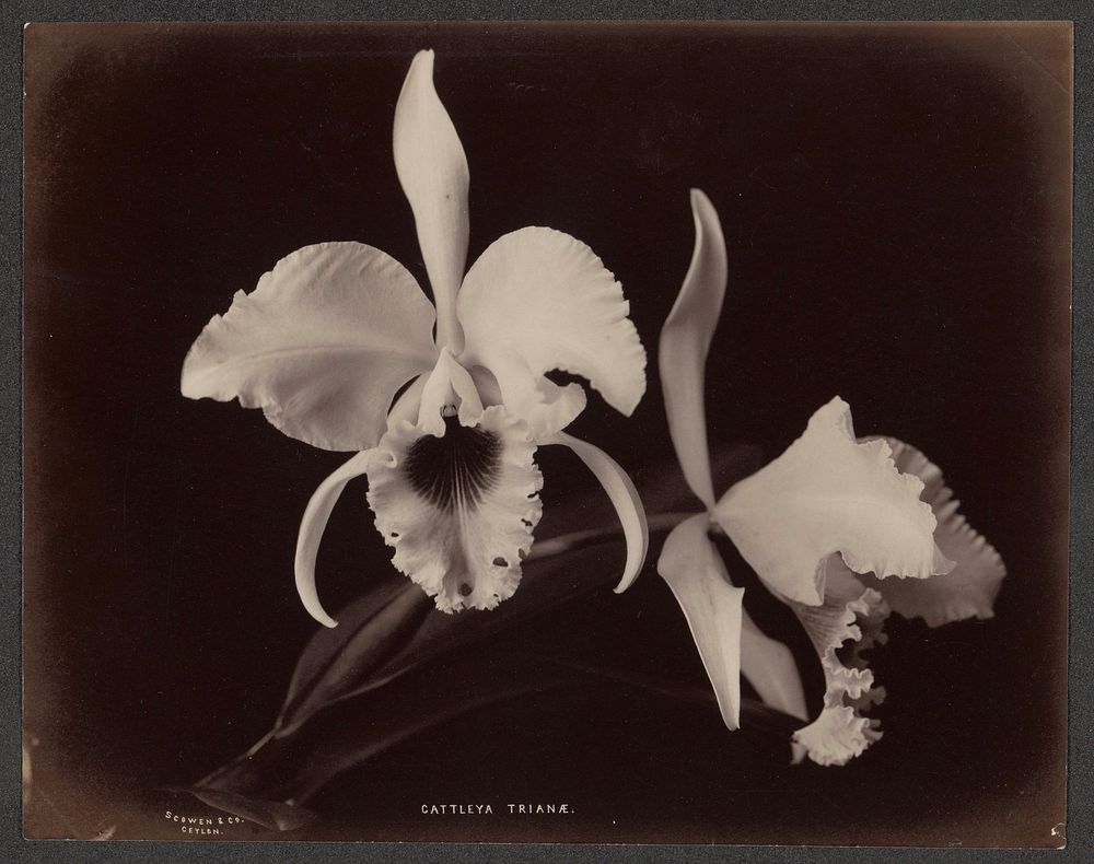 Twee orchideeën (1876 - 1893) by Charles T Scowen and Co