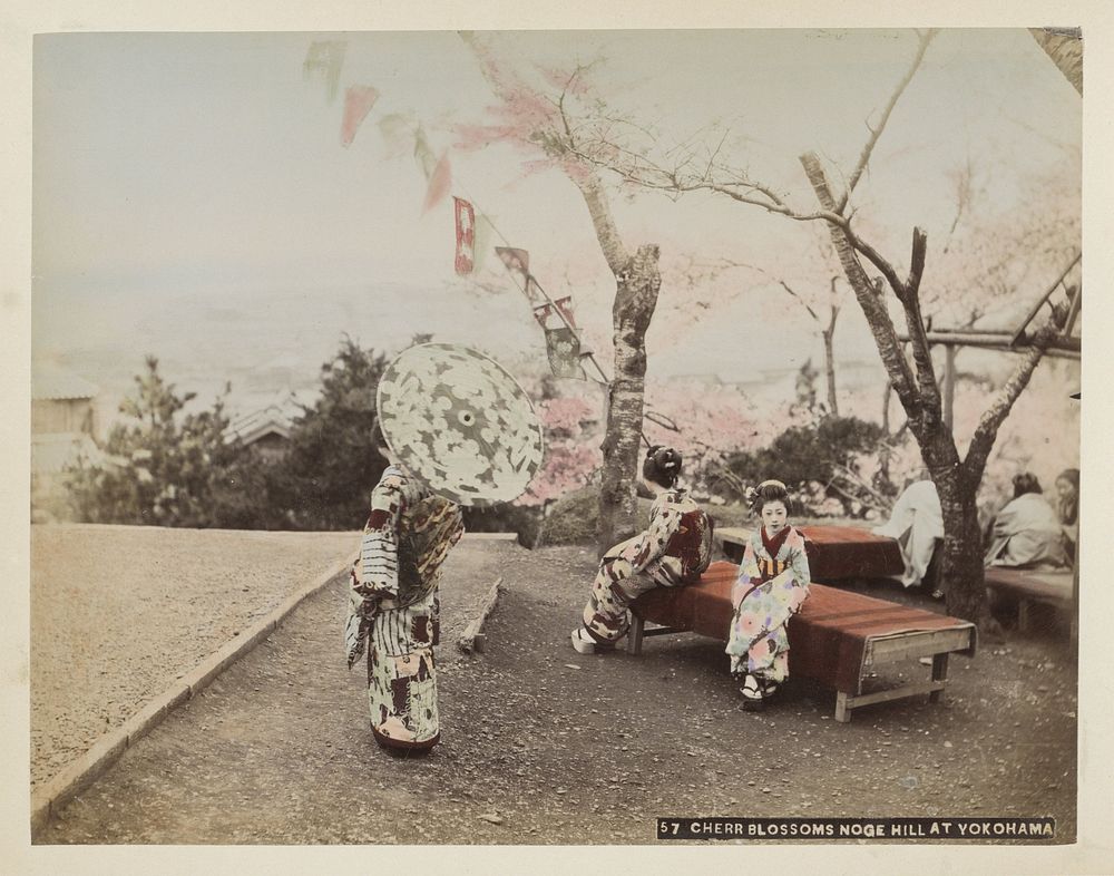 Japanse vrouwen onder kersenbloesem op de Noge-heuvel in Yokohama (c. 1870 - c. 1900) by anonymous