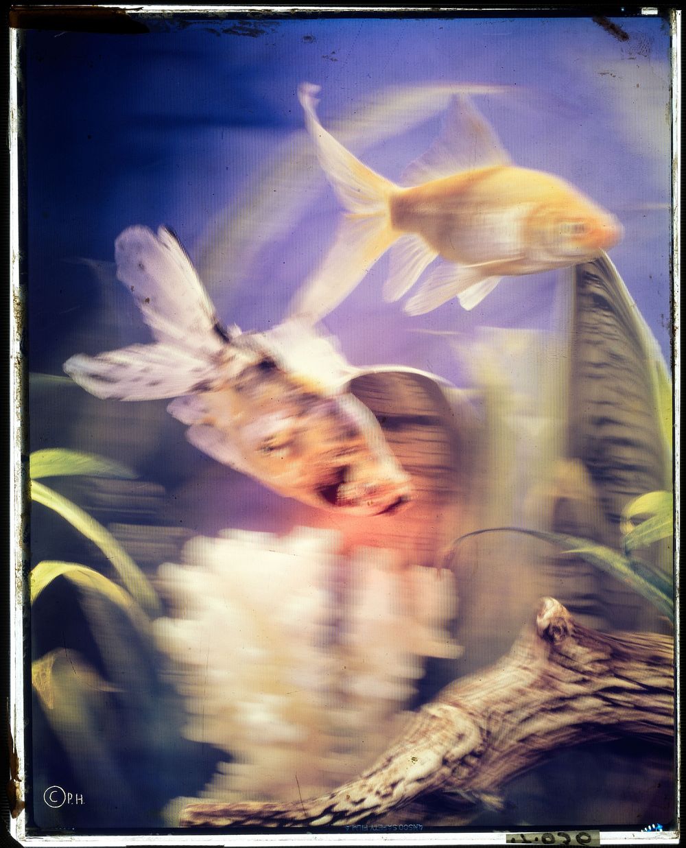 Aquarium met vissen (1970 - 1984) by anonymous