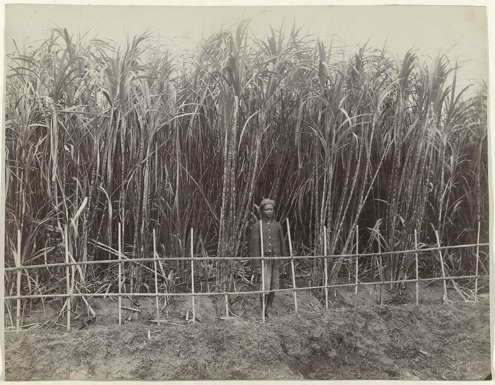 Contractarbeider achter een hek voor een suikerrietveld (1870 - 1900) by anonymous