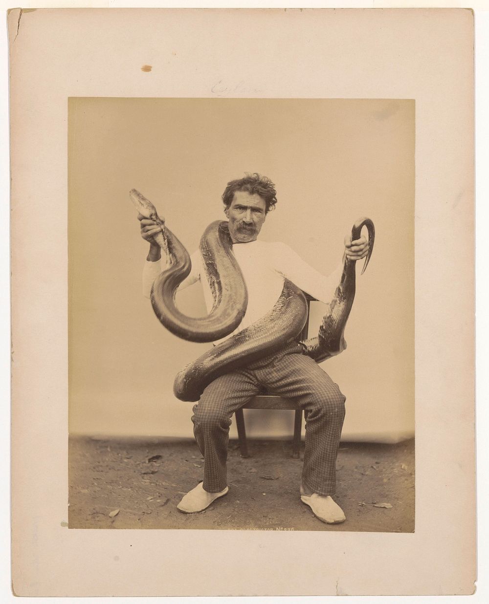 Portret van een onbekende man op een stoel met om zijn nek een boa constrictor (1880 - 1900) by anonymous