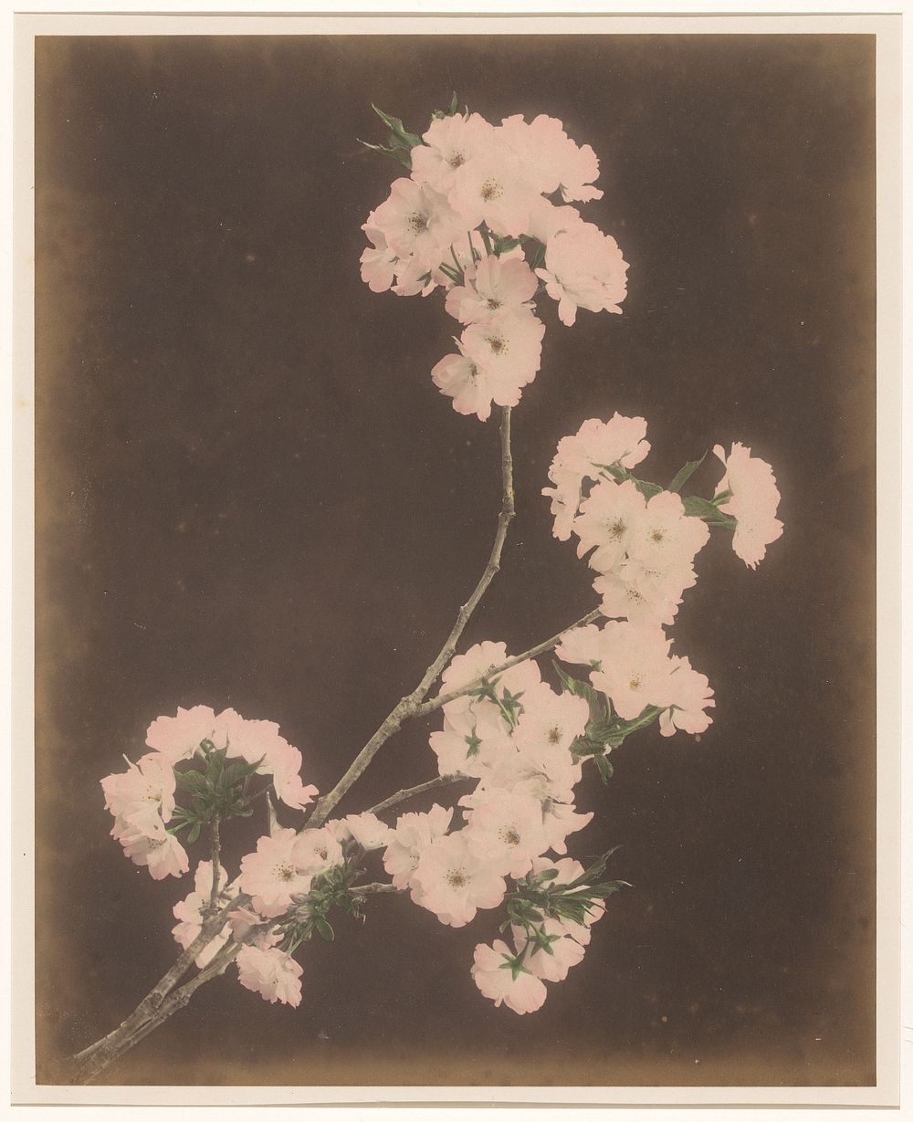 Witte lelies (1855 - 1890) by anonymous