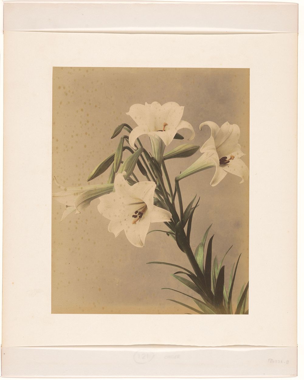 Tak van de Japanse kers (1855 - 1890) by anonymous