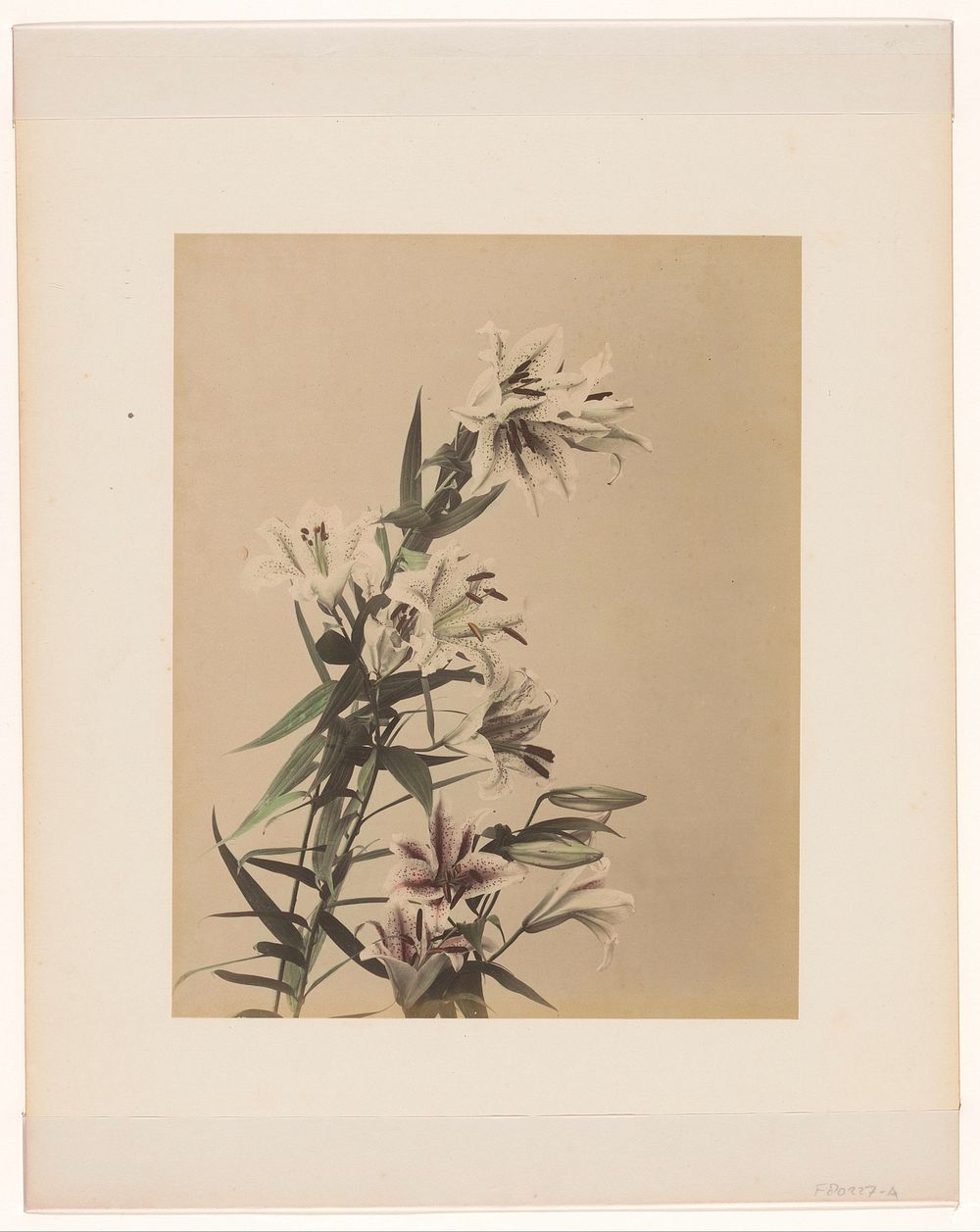 Tijgerlelies (1855 - 1890) by anonymous