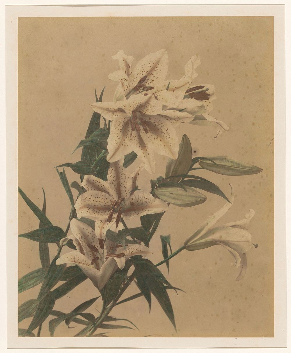 Tijgerlelies (1855 - 1890) by anonymous