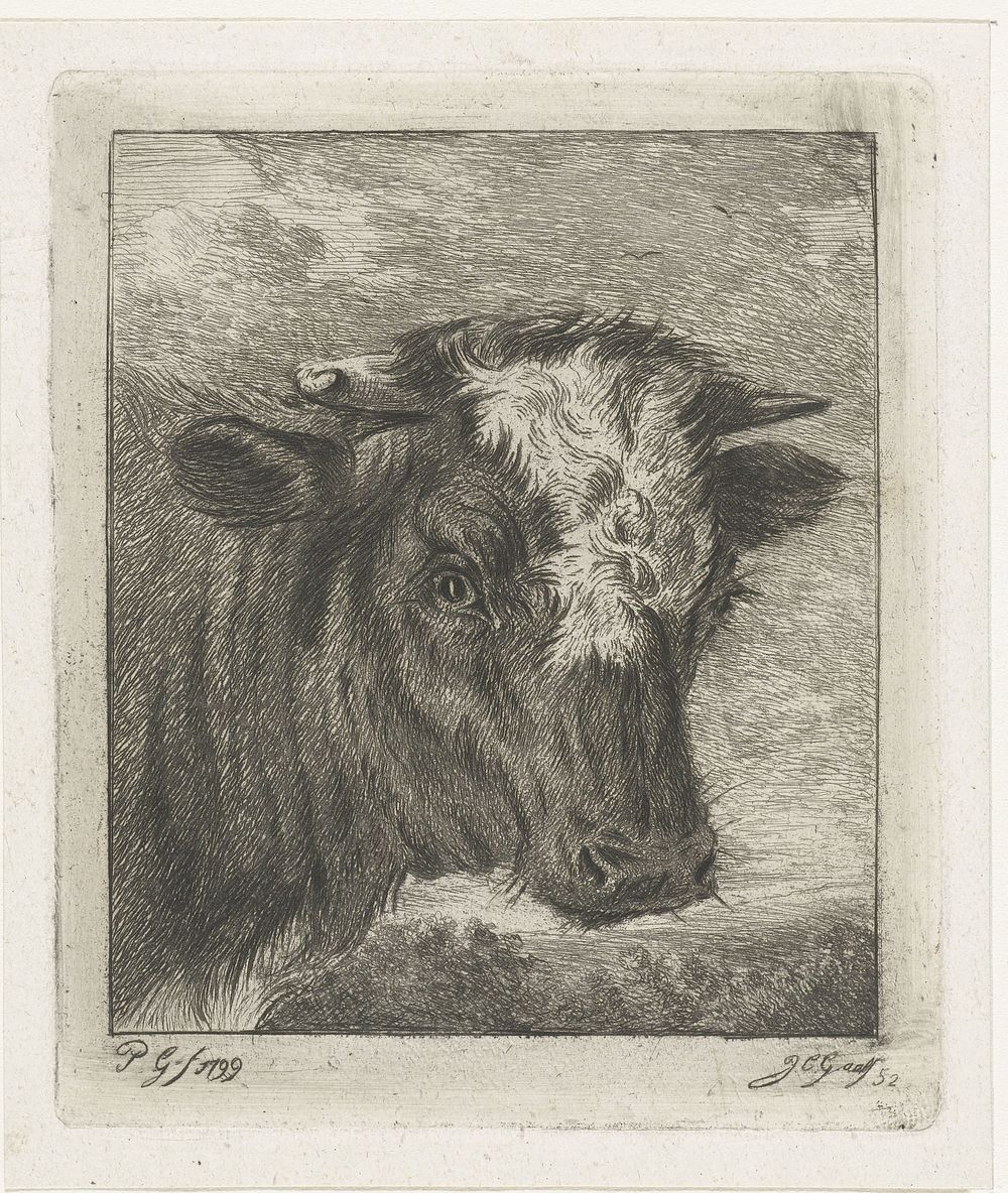 Kop van een koe met witte kol (1852) by Jacobus Cornelis Gaal and Pieter Gaal