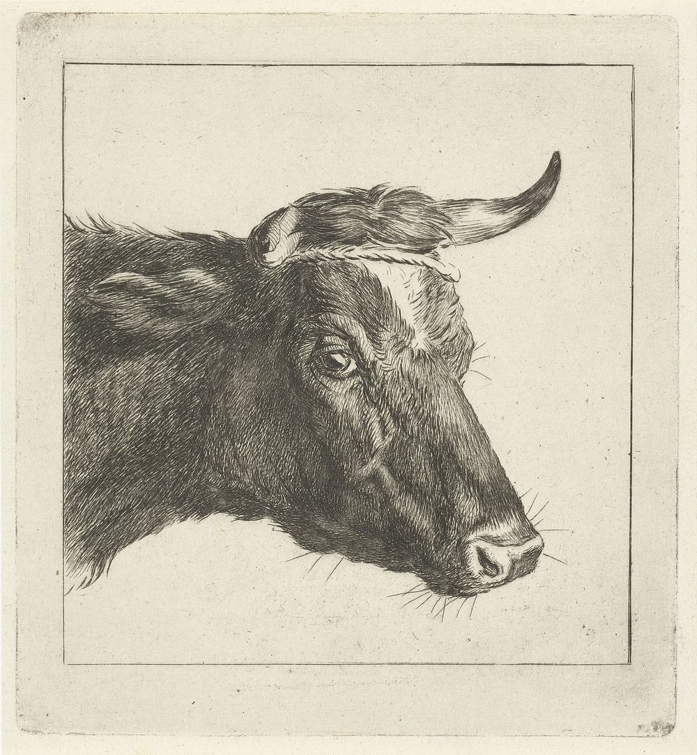 Kop van een koe met touw om de horens (1854) by Jacobus Cornelis Gaal and Pieter Gaal