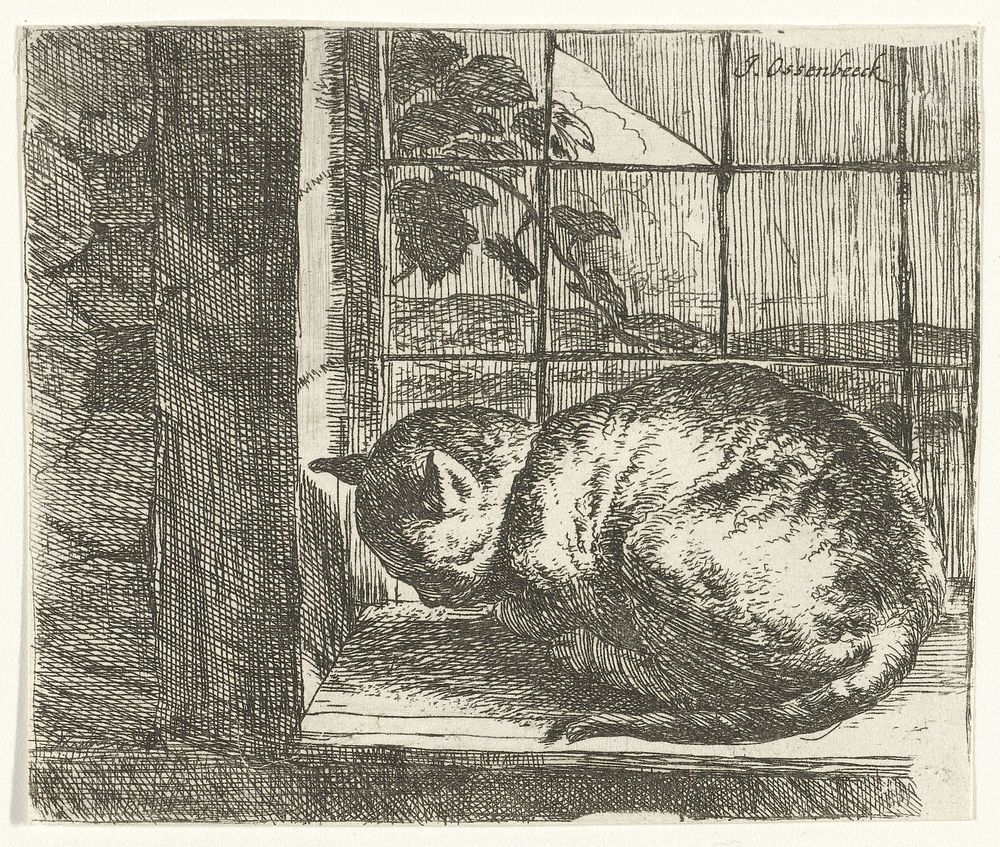 Kat in het raamkozijn (1647 - 1674) by Jan van Ossenbeeck