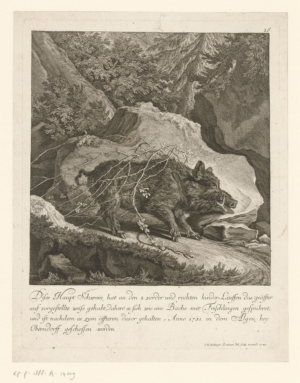 Wild zwijn gevangen in een doornenstruik (1742) by Johann Elias Ridinger and Johann Elias Ridinger