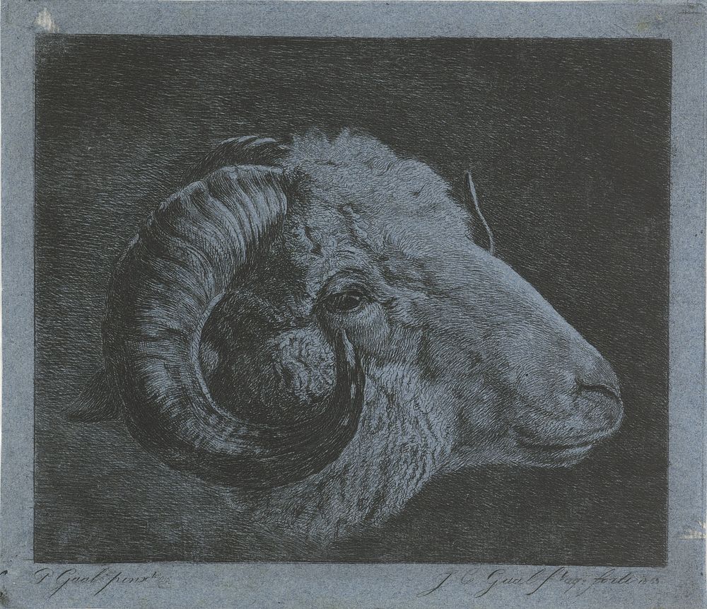 Kop van een ram met naar het oog gekromde hoorn (1855) by Jacobus Cornelis Gaal and Pieter Gaal