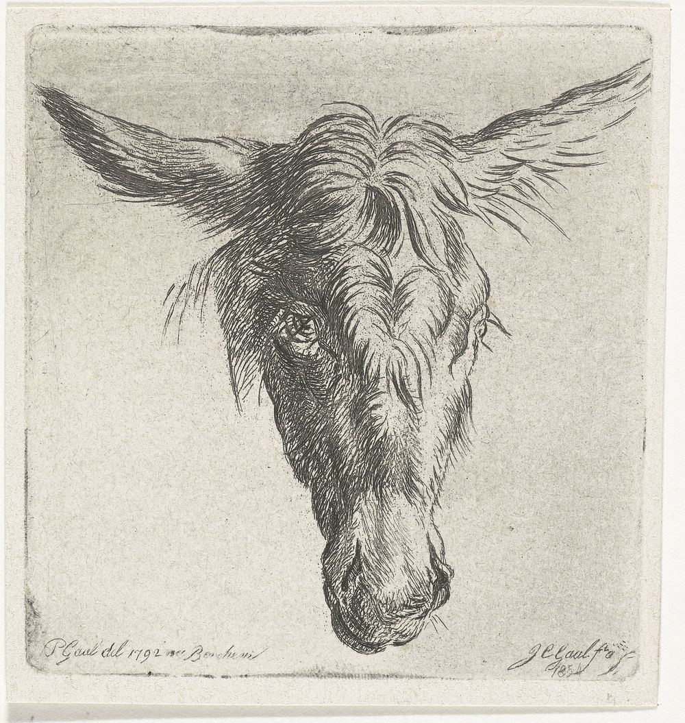 Kop van een ezel (1854) by Jacobus Cornelis Gaal, Nicolaes Pietersz Berchem and Pieter Gaal