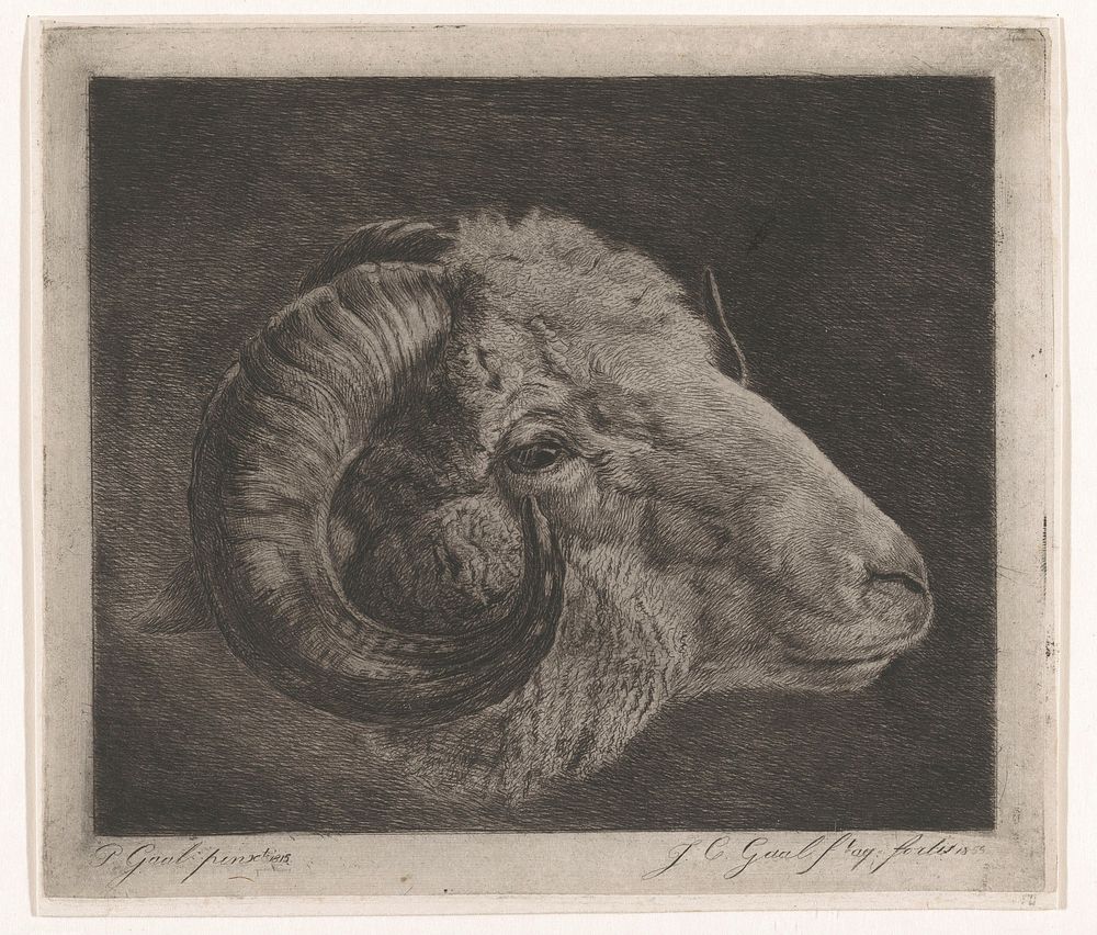 Kop van een ram met naar het oog gekromde hoorn (1855) by Jacobus Cornelis Gaal and Pieter Gaal