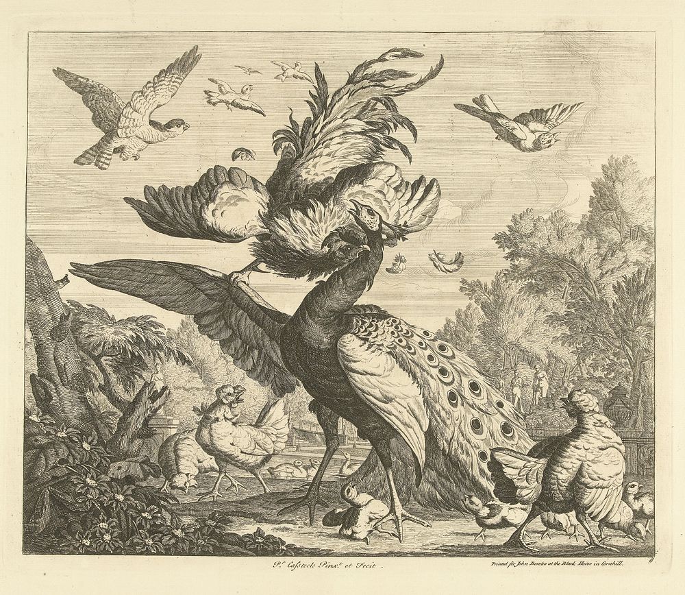 Haan valt een pauw aan (1708 - 1749) by Peter Casteels III, Peter Casteels III and John Bowles and Son