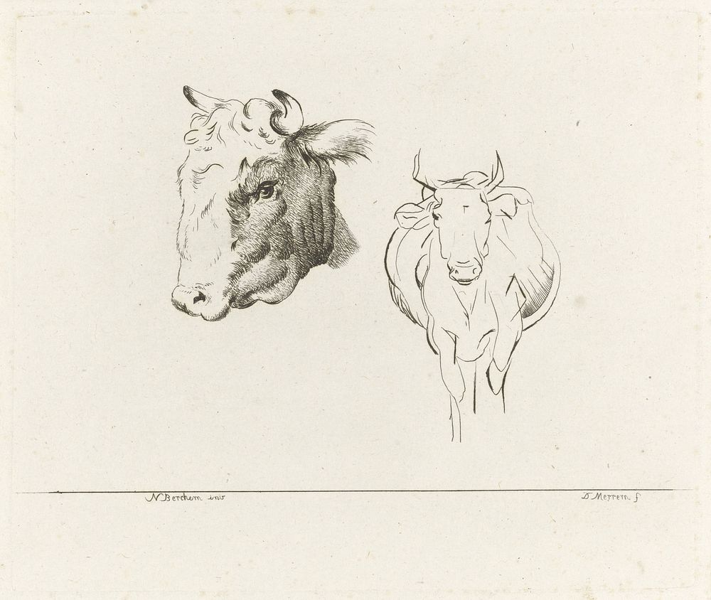 Studieblad met een koeienkop en een koe van voren gezien (1700 - 1800) by D Merrem and Nicolaes Pietersz Berchem