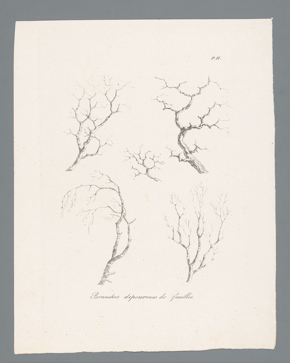 Vijf studies van takken die hun bladeren hebben verloren (1820 - 1833) by J Bernard and Gottfried Engelmann