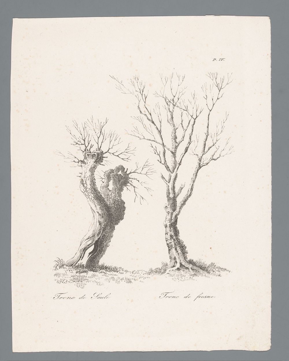 Knotwilg en es (c. 1820 - 1833) by J Bernard and Gottfried Engelmann