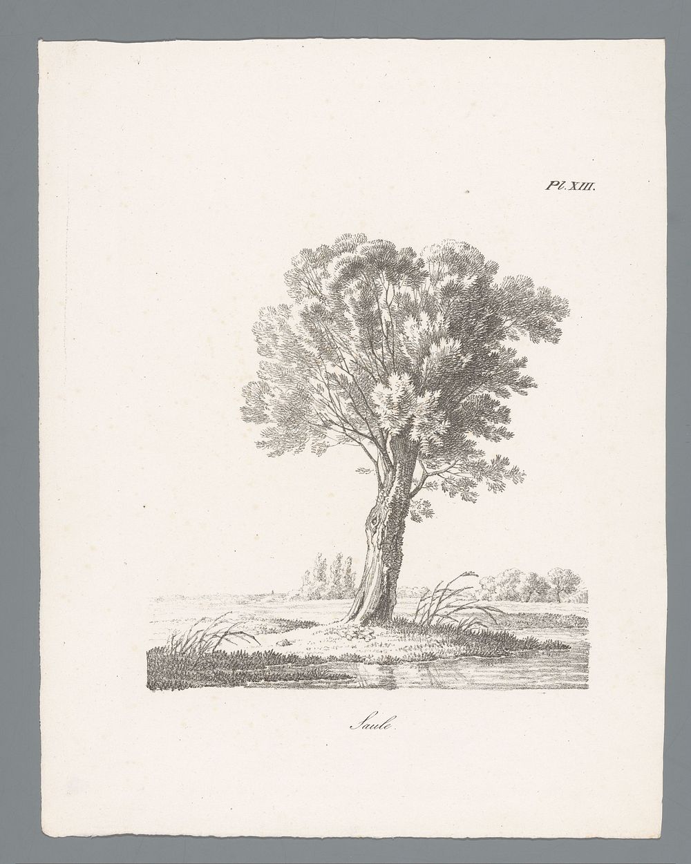 Wilg (c. 1820 - 1833) by J Bernard and Gottfried Engelmann