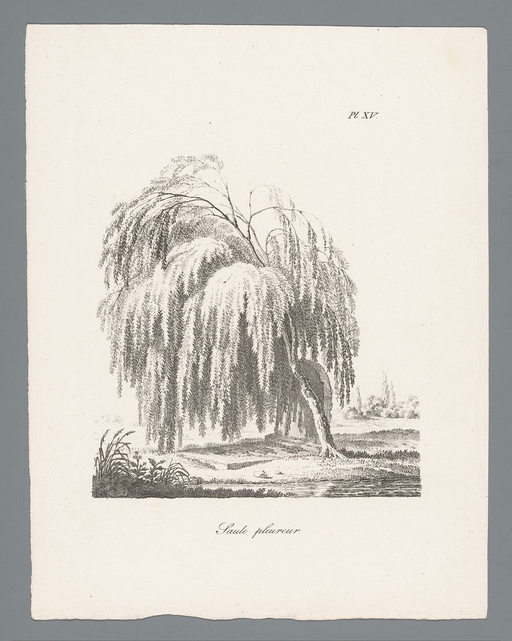 Treurwilg (c. 1820 - 1833) by J Bernard and Gottfried Engelmann