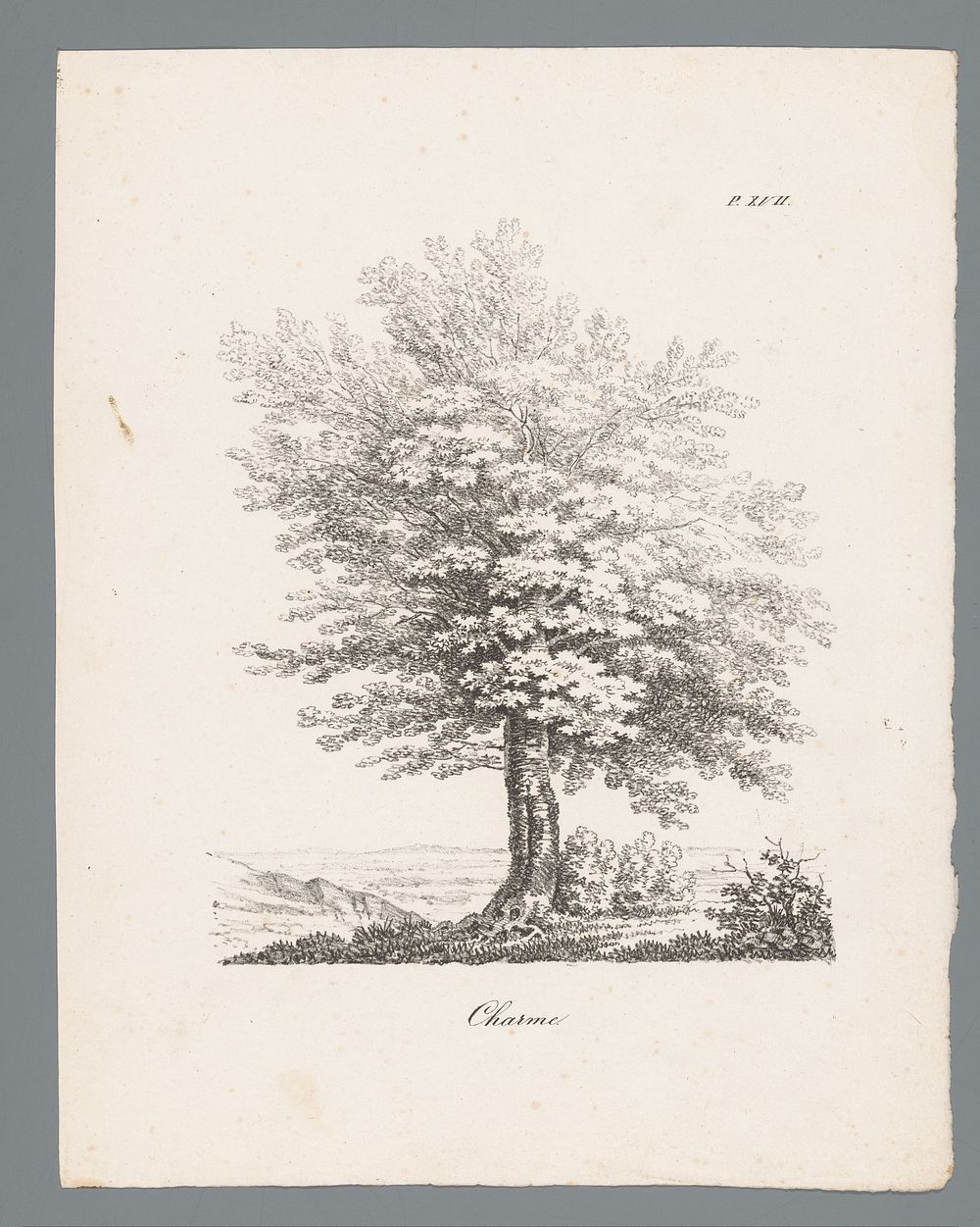 Haagbeuk (c. 1820 - 1833) by J Bernard and Gottfried Engelmann