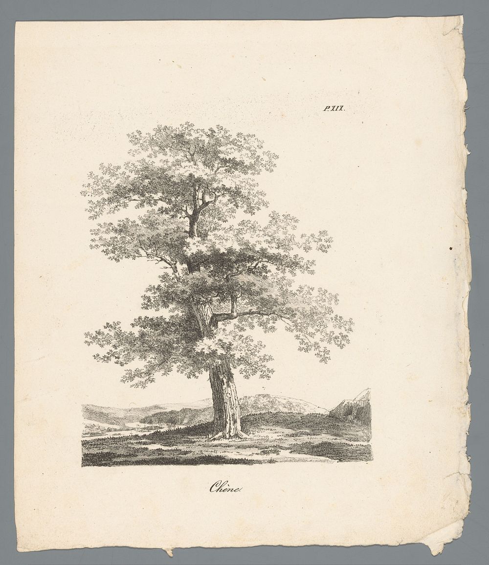 Eik (c. 1820 - 1833) by J Bernard and Gottfried Engelmann