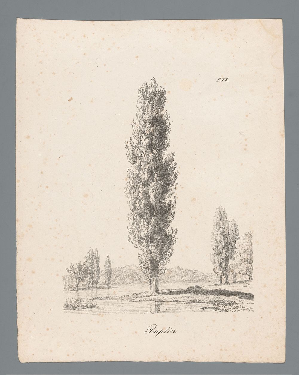 Populier (c. 1820 - 1833) by J Bernard and Gottfried Engelmann