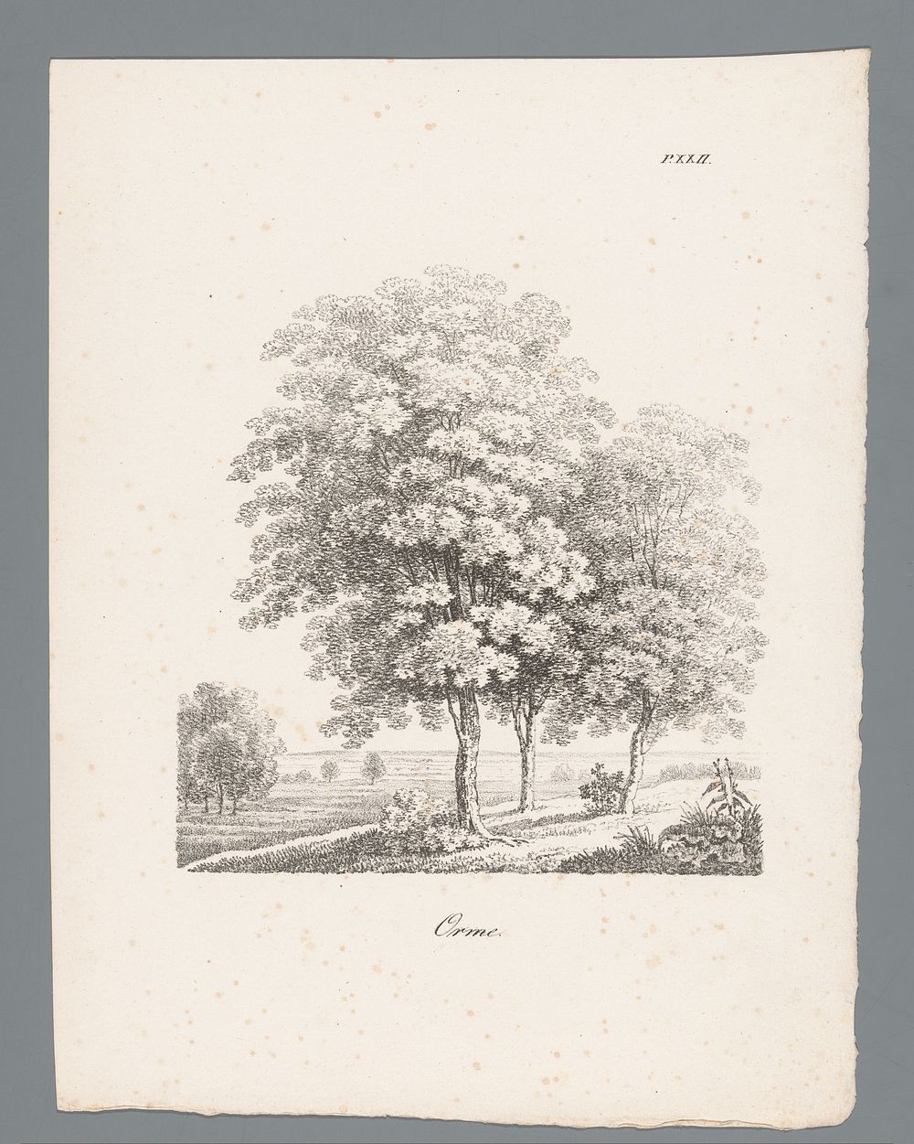 Iep (c. 1820 - 1833) by J Bernard and Gottfried Engelmann