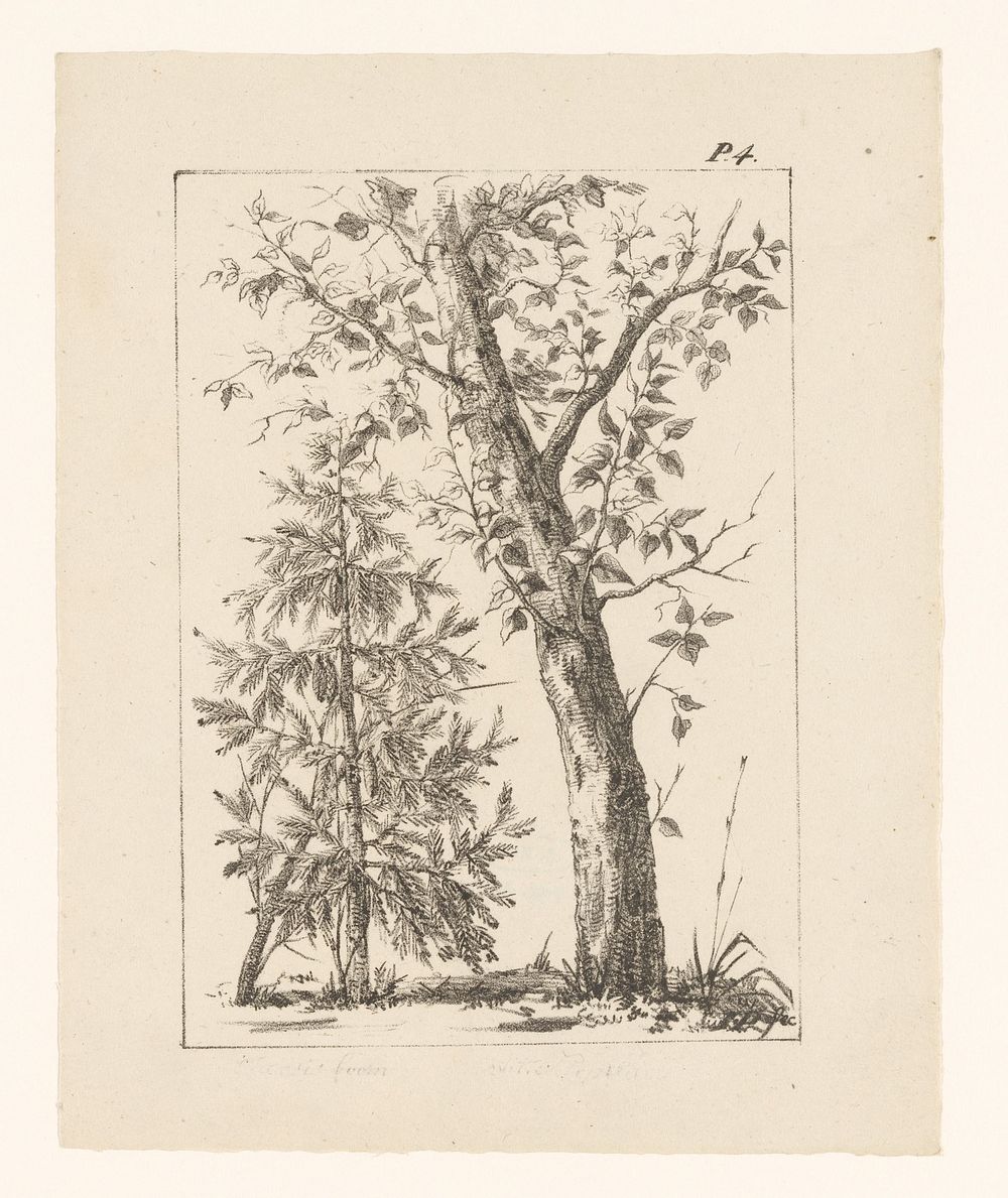 Spar en loofboom (1819 - 1837) by anonymous and Gebroeders van Arum