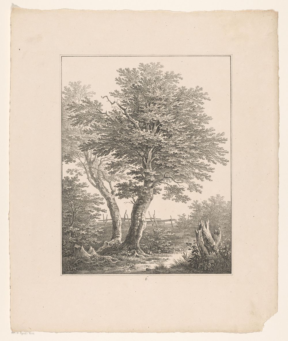Bomen en afgebroken boomstammen (1826) by Adrianus van der Koogh and Steuerwald and Co