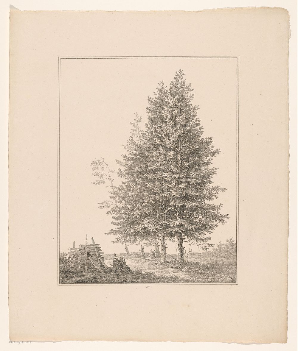 Naaldbomen bij hek (1826) by Adrianus van der Koogh and Steuerwald and Co