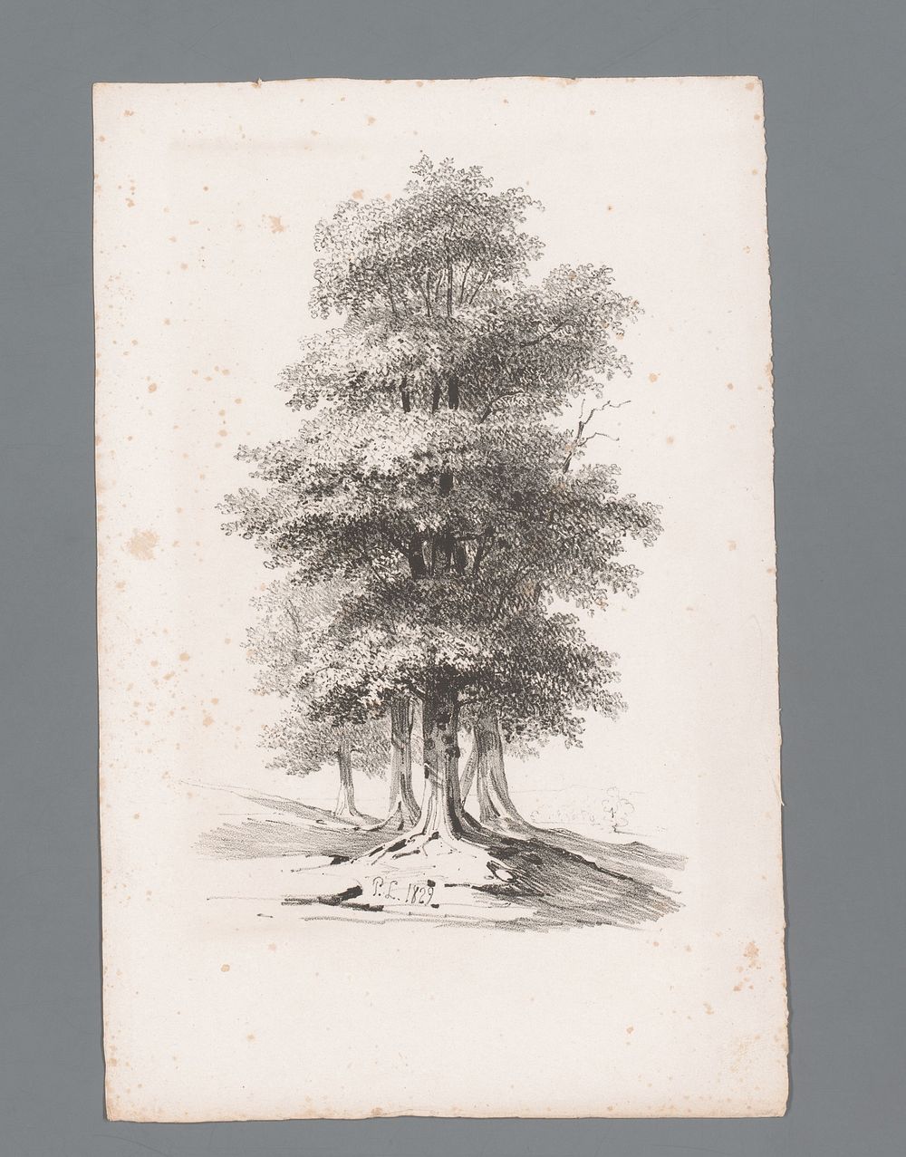 Groep met vijf bomen (1829 - 1839) by Paulus Lauters and Dewasme et Laurent