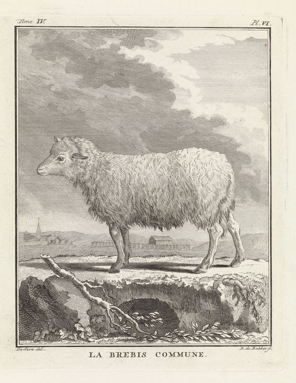 Schaap (1762 - 1804) by Barent de Bakker and De Seve