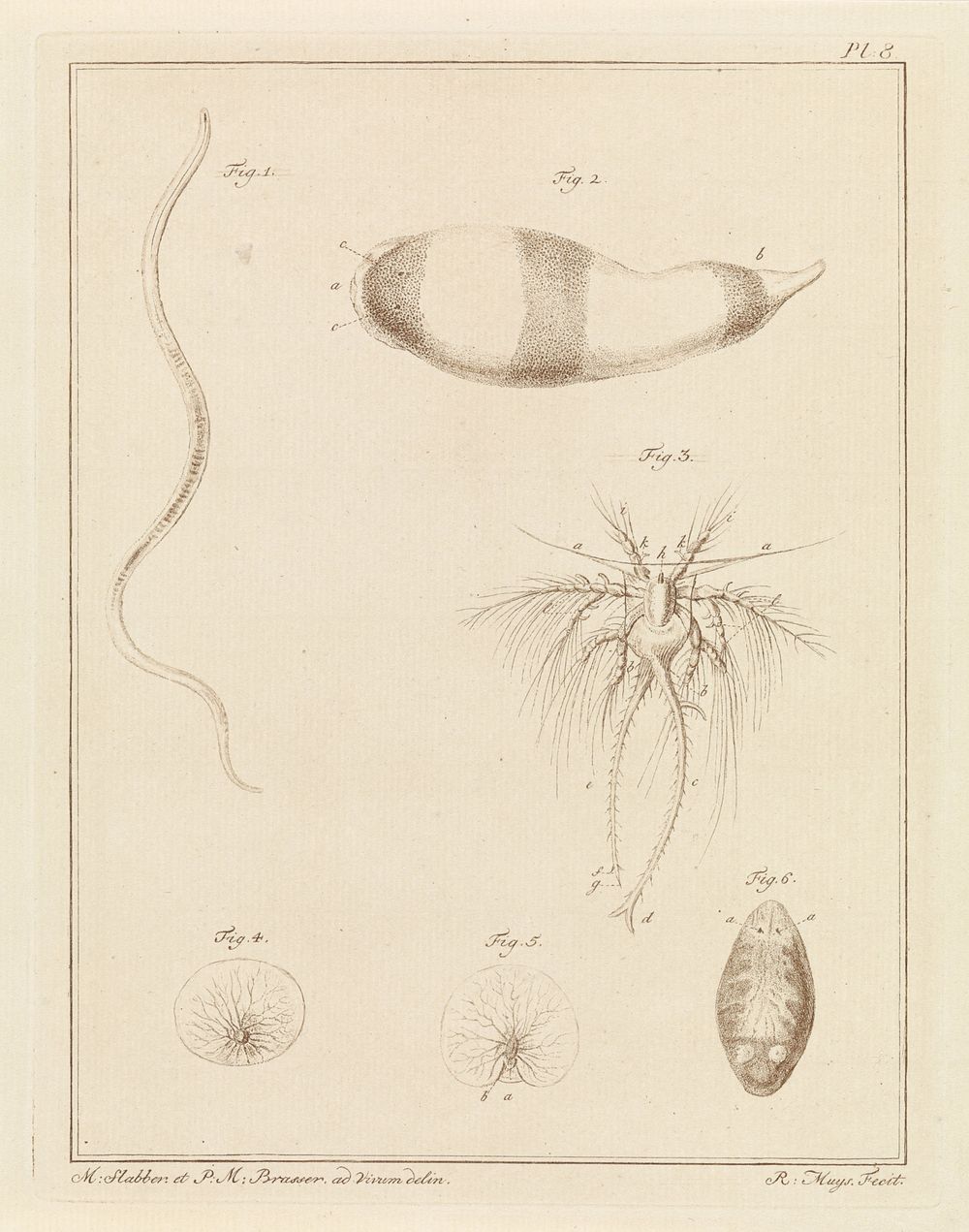 Verschillende zeedieren (1778) by Robbert Muys, P M Brasser and Martinus Slabber