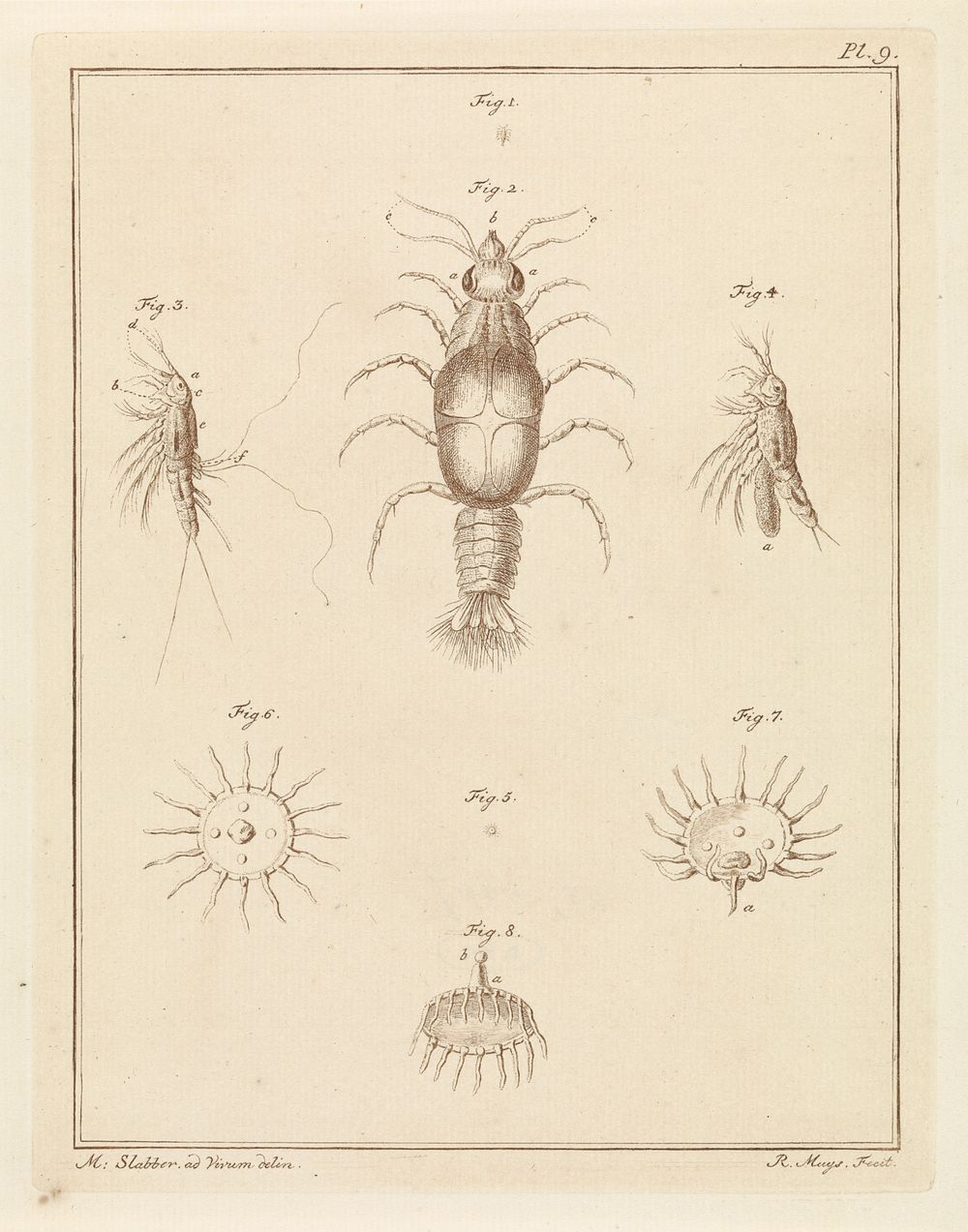 Verschillende zeedieren (1778) by Robbert Muys and Martinus Slabber