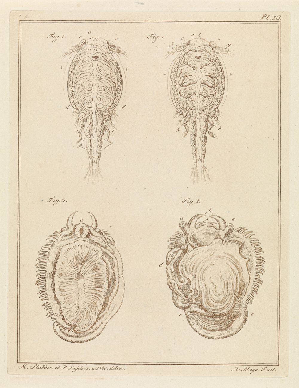 Schaaldier en weekdier (1778) by Robbert Muys, Martinus Slabber and P Snijders